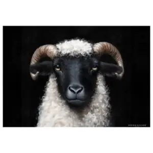 Set de table vinyle CASTEL DEL MONTE