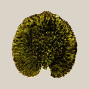 Assiette feuille ALCHEMILLA vert forêt Costa Nova